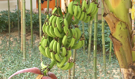 바나나가 열리는 어린이집은 뭐가 다를까?